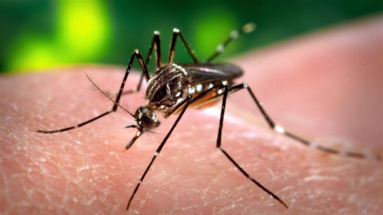 Moustiques porteurs de virus détectés dans la région | Radio-Canada