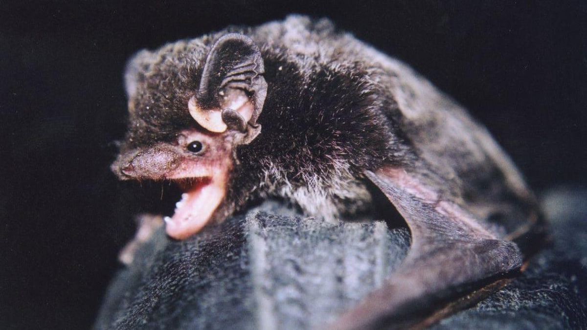 Une chauve-souris argentée sur une photo non datée.